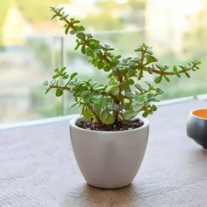 Good Luck - Jade  (Matured Plant) Live Plant - Image 5