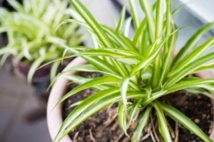 Spider Plant-Chlorophytum comosum  (Matured Plant) Live Plant - Image 3