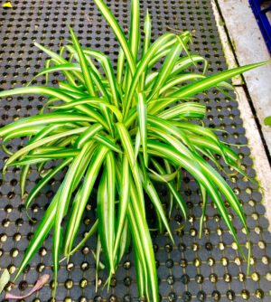 Spider Plant-Chlorophytum comosum  (Matured Plant) Live Plant - Image 2