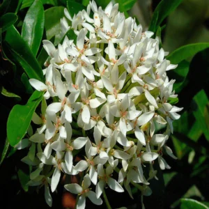 Ixora Semi Dwarf White All Time Flowering Live Plant - Image 3