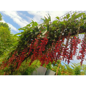 Indian Clock Vine Red - Thunbergia Coccinea Live Plant - Image 3