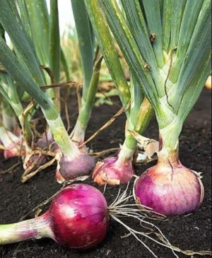 Onion Seeds - வெங்காயம் - Image 3