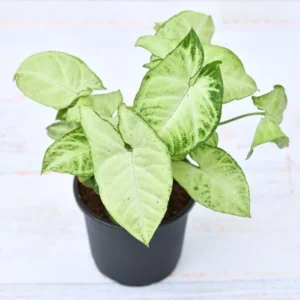 Syngonium Yami White Live Plant - Image 4