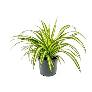 Spider Plant-Chlorophytum comosum  (Matured Plant) Live Plant - Image 5