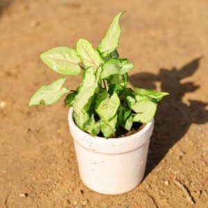 Syngonium Yami White Live Plant - Image 5