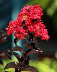 Furus red Leaf Live Plant
