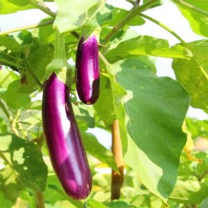 Purple Brinjal Seeds-ஊதா கத்திரி - Image 3