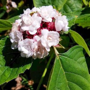 Chendu malli - Clerodendrum Fragrans All Time Flowering Live Plant - Image 4