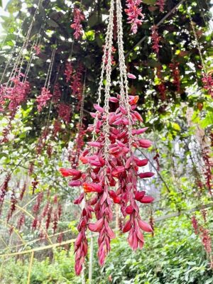 Indian Clock Vine Red - Thunbergia Coccinea Live Plant - Image 6