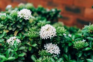 Ixora Semi Dwarf White All Time Flowering Live Plant - Image 4