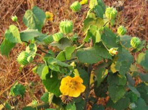 Indian Mallow (Earth Pedia) - Abutilon Indicum Live Plant - Image 3