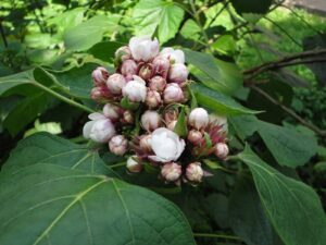 Chendu malli - Clerodendrum Fragrans All Time Flowering Live Plant - Image 3