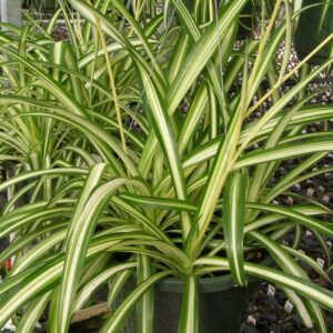 Spider Plant-Chlorophytum comosum  (Matured Plant) Live Plant - Image 6