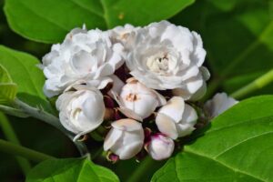 Chendu malli - Clerodendrum Fragrans All Time Flowering Live Plant - Image 7