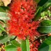 First Love Red - Xanthostemon Youngii Flower Live Plant - Image 4