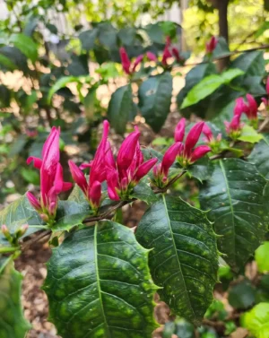 Graptophyllum ilicifolium Holly Fuchsia plant with bright pink flowers and glossy green spiny-edged leaves