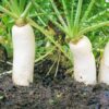 White Raddish Seeds - வெள்ளை முள்ளங்கி - Image 3