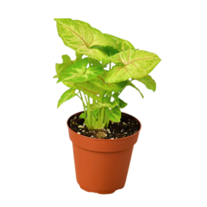 Syngonium Yellow Live Plant - Image 4