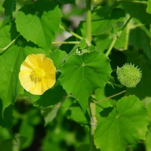 Indian Mallow (Earth Pedia) - Abutilon Indicum Live Plant - Image 2