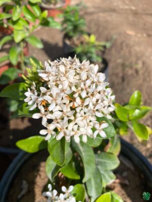 Ixora Semi Dwarf White All Time Flowering Live Plant - Image 2