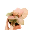 Syngonium Pink Schott Live Plant - Image 3