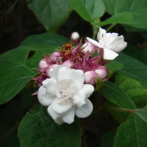 Chendu malli - Clerodendrum Fragrans All Time Flowering Live Plant - Image 2