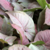 Syngonium Pink Schott Live Plant - Image 5