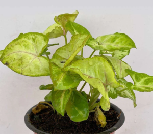 Syngonium Yellow Live Plant - Image 5