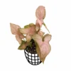 Syngonium Pink Schott Live Plant - Image 4