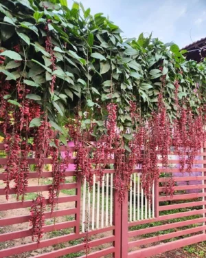 Indian Clock Vine Red - Thunbergia Coccinea Live Plant - Image 5