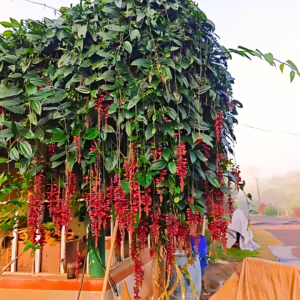 Indian Clock Vine Red - Thunbergia Coccinea Live Plant - Image 4