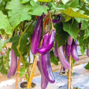 Purple Brinjal Seeds-ஊதா கத்திரி - Image 5