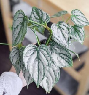 Philodendron Brandtianum Live Plant - Image 4