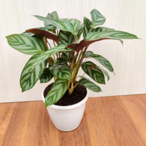 Calathea Compact Star Live Plant - Image 4