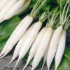 White Raddish Seeds - வெள்ளை முள்ளங்கி - Image 5