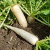 White Raddish Seeds - வெள்ளை முள்ளங்கி - Image 4