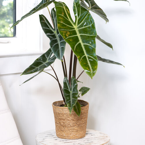 Alocasia Longiloba Live Plant - Image 3