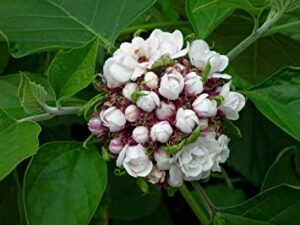 Chendu malli - Clerodendrum Fragrans All Time Flowering Live Plant - Image 5