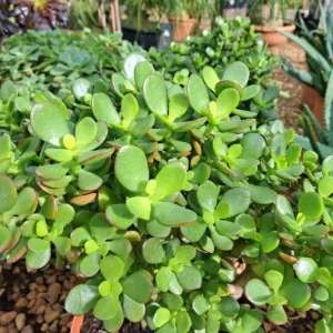 Good Luck - Jade  (Matured Plant) Live Plant - Image 4