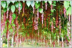 Indian Clock Vine Red - Thunbergia Coccinea Live Plant - Image 2