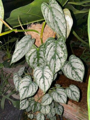 Philodendron Brandtianum Live Plant - Image 6