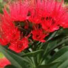 First Love Red - Xanthostemon Youngii Flower Live Plant - Image 2