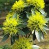 First Love Yellow - Xanthostemon Chrysanthus Flower Live Plant - Image 3