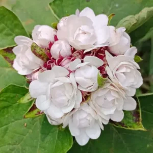 Chendu malli - Clerodendrum Fragrans All Time Flowering Live Plant - Image 6