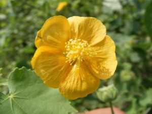 Indian Mallow (Earth Pedia) - Abutilon Indicum Live Plant - Image 4