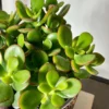 Good Luck - Jade  (Matured Plant) Live Plant - Image 3