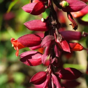 Indian Clock Vine Red - Thunbergia Coccinea Live Plant - Image 7