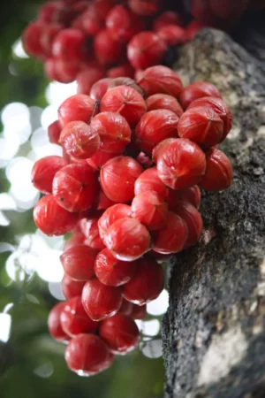 Mooty Fruit - Baccaurea Courtallensis Live Plant - Image 4