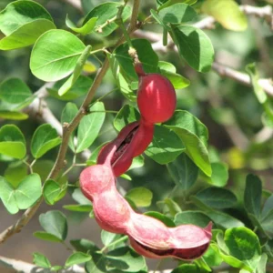 Madras Thorn Plant (Kodukka Puli) Live Plant - Image 3