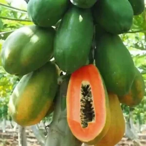 Taiwan Red Lady Papaya Live Plant - Image 2